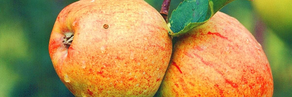 Landschaftsservice Syke Kurt Gödeke: Ihre Grünfläche - unser Anliegen